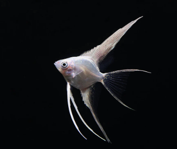 Pterophyllum scalare- Veiltail Platinum Angelfish 3cm