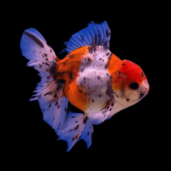 Carassius auratus- Oranda Kirin Calico 10-11cm
