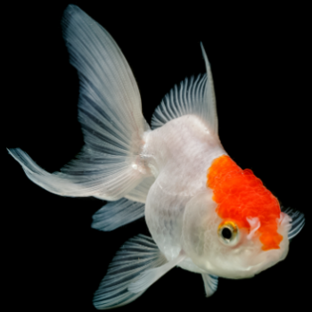 Carassius auratus - Oranda Red Cap Cherry Head 13-15cm