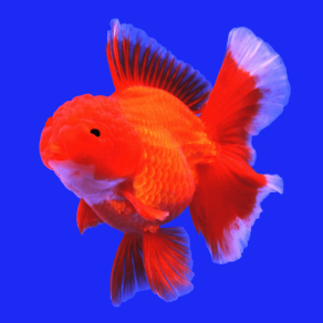 Carassius auratus - Oranda Red Long Tail 11-13cm