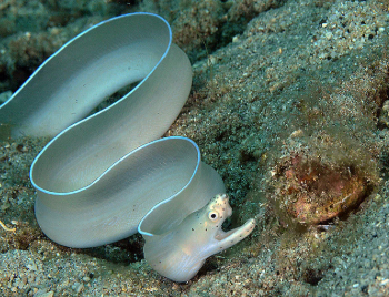 Pseudechidna brummeri- White Ribbon Eel M