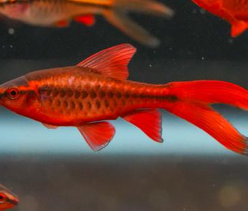 Capotea titeya-Cherry Barb Long Fin 2.5 cm