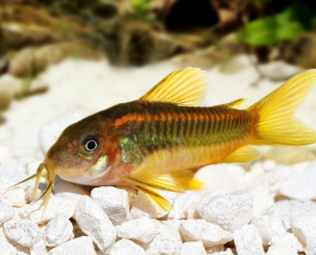 Corydoras aeneus- Corydoras Orange Laser CW23 2.5cm