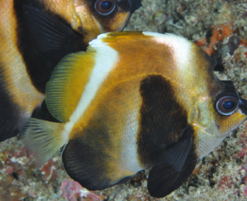 Heniochus pleurotaenia- Phantom Bannerfish M