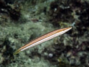 Cheilio inermis-Cigar wrasse Juvenile M