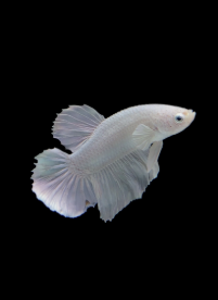 Betta splendens-Betta Plakat White Platinum 3.5-4cm