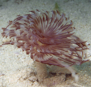 Sabellastarte spectabilis- Common Featherduster Tube Worm L