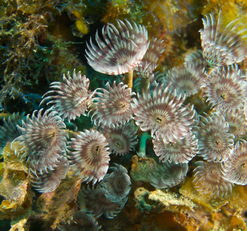 Bispira trisyclia- Golden brown Featherduster Tube Worm M