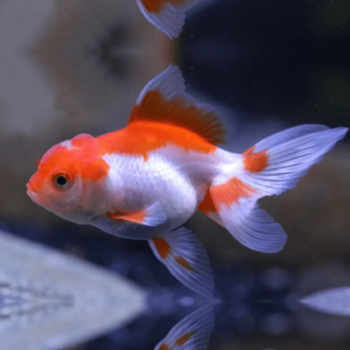 Carassius auratus - Red & White Oranda Fantail Goldfish 5-6cm