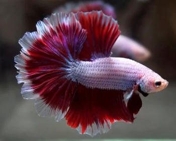 Betta splendens-Betta Halfmoon Rosetail 3.5-4cm