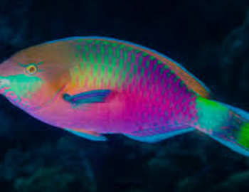 Scarus quoyi -Quoy's Parrotfish M