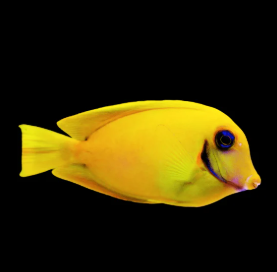 Acanthurus pyroferus M - Mimic Heraldi