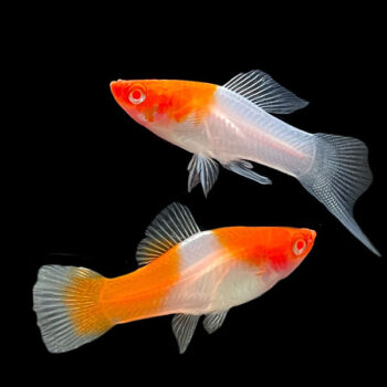 Xiphophorus helleri - Albino Kohaku Swordtail 3.5-4cm