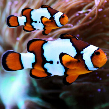 Amphiprion ocellaris - Premium Gladiator x DaVinci Clownfish S