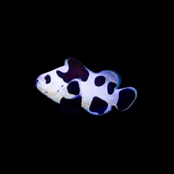 Amphiprion ocellaris - Black Storm Clownfish