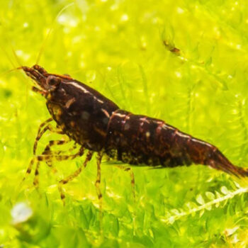 Neocaridina heteropoda - Black Rose Srimp