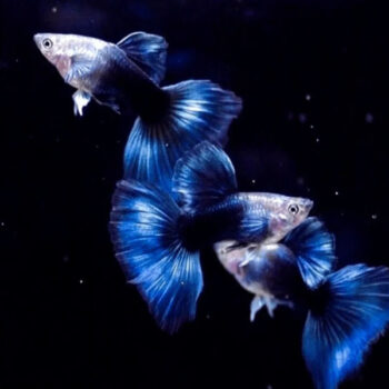 Poecilia reticulata - Turquoise Blue Tail Guppy Male 3.5-4cm
