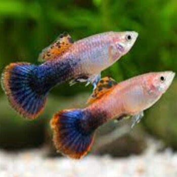 Poecilia reticulata -Pink Tuxedo Female Guppy 3.5-4 cm