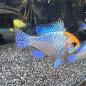 Mikrogeophagus ramirezi - Platinum Ramirezi 3-4cm
