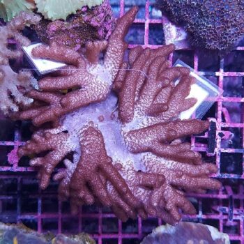 Cladiella sp "Halversoni" M42 (33912)