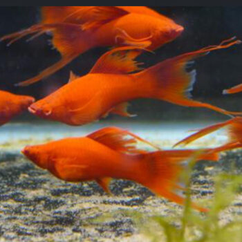 Xiphophorus hellerii - Red Eye Albino Assorted Swordtails 4-5 cm