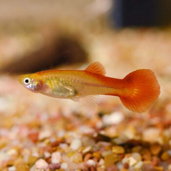 Poecilia reticulata -Red Guppy Female Assorted 3-3.5cm