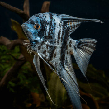 Pterophyllum scalare - Marble Angelfish 4.5-5 cm