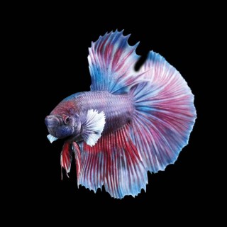 Betta splendens - Betta Pink Flamingo Super Delta Male 4-5cm