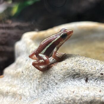Epipedobates anthonyi - Santa Isabel Frog M