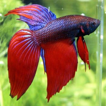 Betta splendens – Siamese Fighting Fish XL