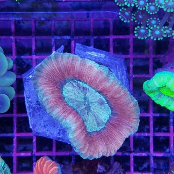 Trachyphyllia geoffroyi red 1 (34197)