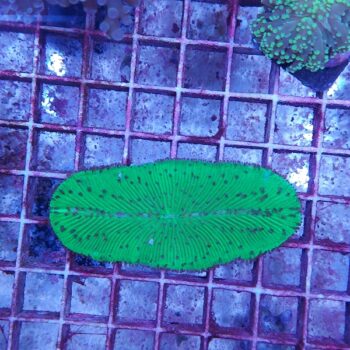 Herpolitha limax 1 (34167)