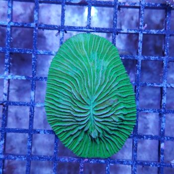 Herpolitha limax 2 (34167)