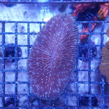 Herpolitha limax (34158)