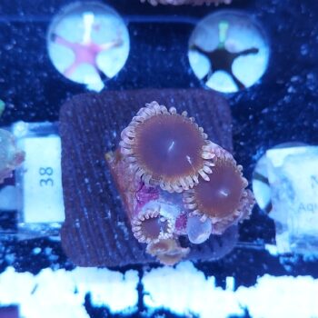 Zoanthus 38