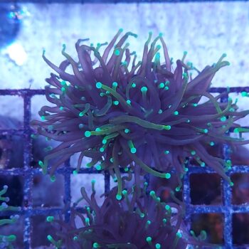 Euphyllia glabrescens N94