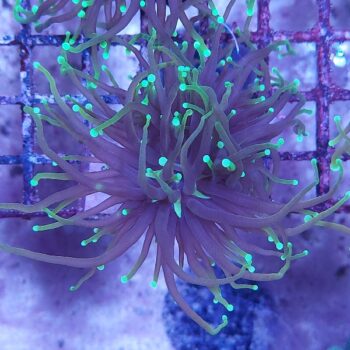 Euphyllia glabrescens N39