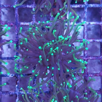 Euphyllia glabrescens K14