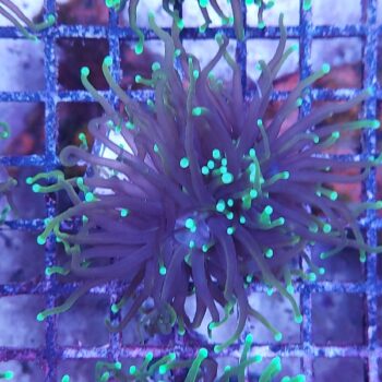 Euphyllia glabrescens K67