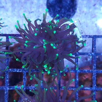 Euphyllia glabrescens K70