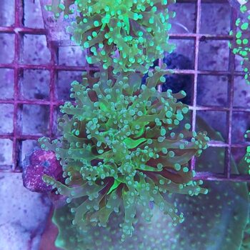 Euphyllia paradivisa K32