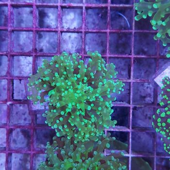 Euphyllia paradivisa K75