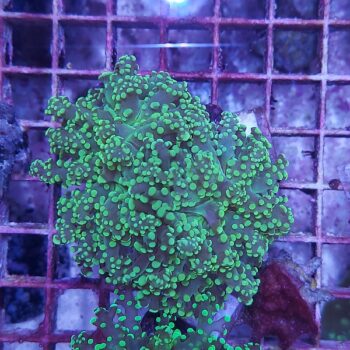 Euphyllia yaeyamensis N90