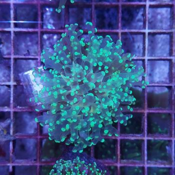 Euphyllia paradivisa K51
