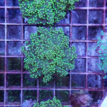 Euphyllia yaeyamensis Ν36