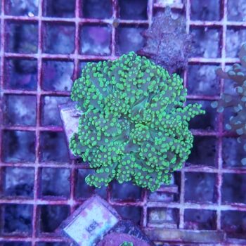 Euphyllia yaeyamensis K29