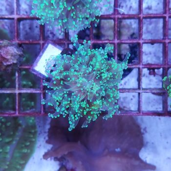Euphyllia paradivisa K37