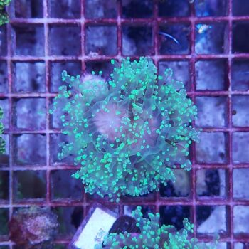 Euphyllia paradivisa N91