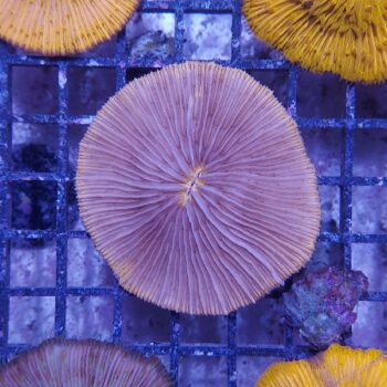 Fungia (34473)