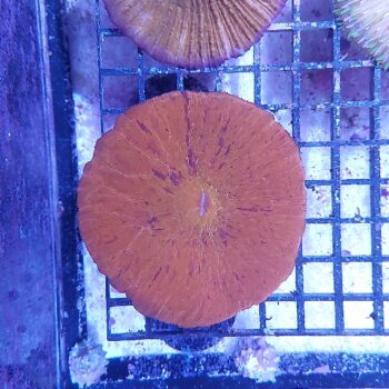 Fungia (34473)